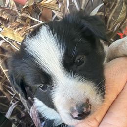 Tinker - Black and white female Border Collie puppy in North Lakeport, California from Wild Rose Ranch