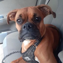 Boxers from Remi's Little Ones