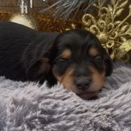 Minnie - Black and tan female Dachshund puppy in Desloge, Missouri from Snows Doxies