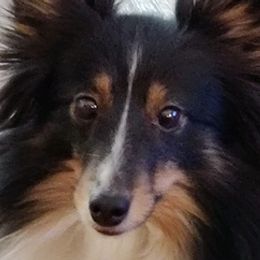 Shetland Sheepdogs from Gracenotes