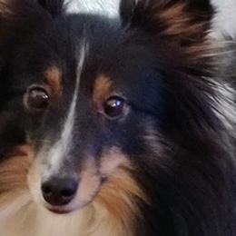 Shetland Sheepdogs from Gracenotes