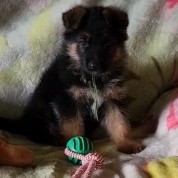 Zeke - Black and red male German Shepherd puppy in Whitewater, California from Vom Haus Metzler Shepherds