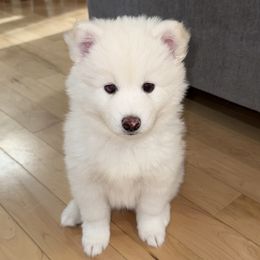 Clover - White male Pomsky puppy in Hudson, New Hampshire from Granite State Pomskies