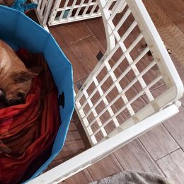 French Bulldog Puppies from J & K Hobby Farms