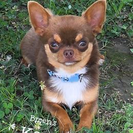 Chihuahua puppies from Breens
