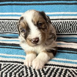 Journi - Red merle female Australian Shepherd puppy in Amarillo, Texas from 6J Aussies Australian Shepherds