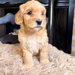 Luna - Red female Bernedoodle puppy in Tyner, Kentucky from Good Dog Doodles
