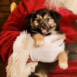Caramel Apple 🍎 - Black tri Miniature Australian Shepherd puppy in Tennessee from Coolsprings Aussies