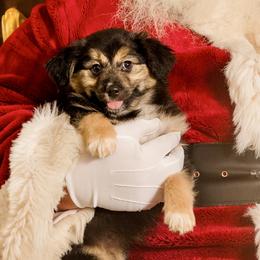 Caramel Apple 🍎 - Black tri Miniature Australian Shepherd puppy in Tennessee from Coolsprings Aussies