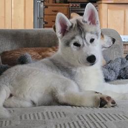 Violet - Gray and white female Siberian Husky puppy in Lyndonville, Vermont from Powdermist Siberians