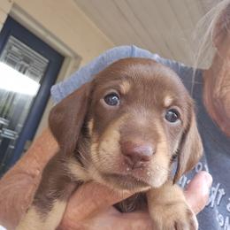 Laverne - Chocolate and cream female Dachshund puppy in Sarasota County, Florida from Donna's Mini Joys
