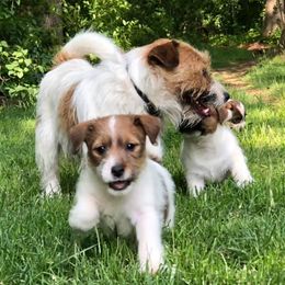 Russell Terriers from Pumpkin Patch Terriers