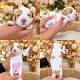 Raven - Blenheim female Cavapoo puppy in Yuciapa, California from AlltheDoodlez_
