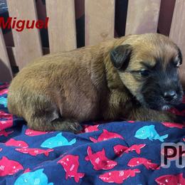 Miguel - Wheaten male Soft Coated Wheaten Terrier puppy in Gladewater, Texas from Felicias Swheaties