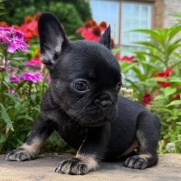 Ivory - Black and tan female French Bulldog puppy in Durham, North Carolina from Seven Star Kennel