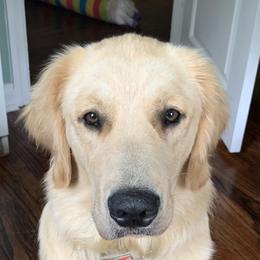 Leia - Golden Retriever