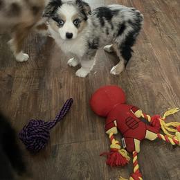 Female blue Merle - Blue merle female Toy Australian Shepherd puppy in Hillsboro, Illinois from Shoal Creek Puppies