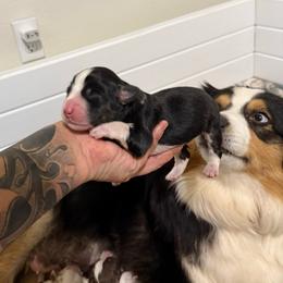 Wren - Black tri female Miniature Australian Shepherd puppy in Shingletown, California from Whiskeytown Aussies