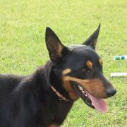 Lancashire Heeler All Grown Up from Quickheels