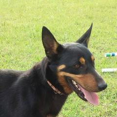 Lancashire Heeler All Grown Up from Quickheels