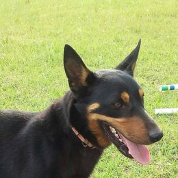 Lancashire Heeler All Grown Up from Quickheels