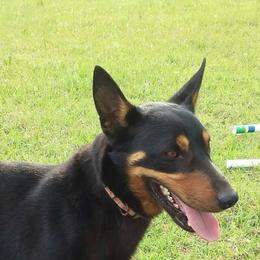Lancashire Heeler All Grown Up from Quickheels