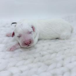 Buck - Brown collar - White male Great Pyrenees puppy in San Marcos, California from Faith Family Freedom Farm