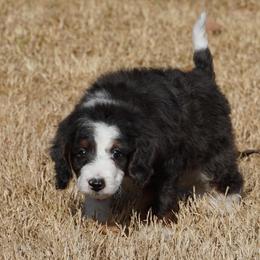 Boy 1 - Blue merle male Aussiedoodle puppy in Lawton, Oklahoma from Lindsey’s Aussies