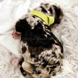 Bernedoodle Puppies from Daisy's Doodles