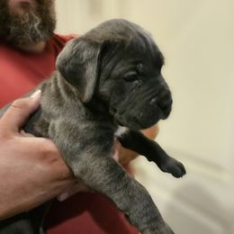 Girl 2 - Gray Cane Corso puppy in Lakeland, Florida from LunaLinks Cane Corsos