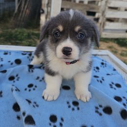 Bluey - Blue female Pembroke Welsh Corgi puppy in Pilot Rock, Oregon from L2H Corgi's