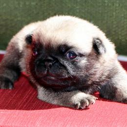 Alex - Fawn male Pug puppy in Winnsboro, Texas from Southern pugs