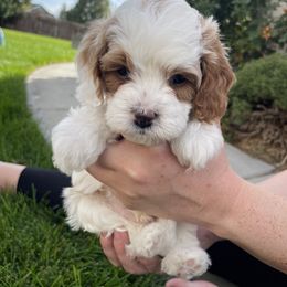 Cavapoo Puppies from Ellas.Pups