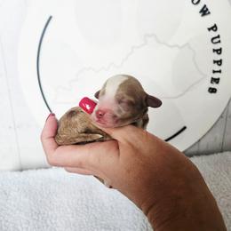 Waffles - Red male Cavapoo puppy in London, Kentucky from Blue Meadow Puppies