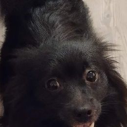 Pomeranians from Bri's Pomeranians