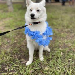Snow - Pomsky