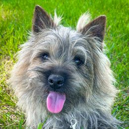 Wilson - Cairn Terrier