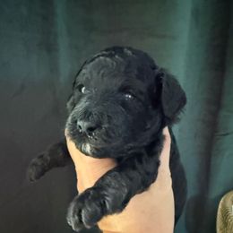 Boy 1 Black Mini AKC - Black male Poodle puppy in Lees Summit, Missouri from Divine K9s LLC