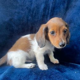 Ranger 2500 - Dapple male Dachshund puppy in Brandon, Florida from Knights Dachshunds