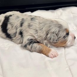 Miniature Australian Shepherd Puppies from Bishop Aussies