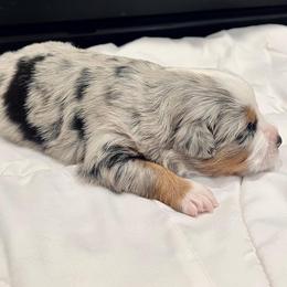 Miniature Australian Shepherd Puppies from Bishop Aussies
