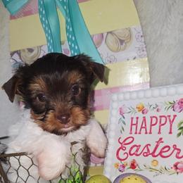 Yellow collar - Parti male Yorkshire Terrier puppy in Mcconnellsburg, Pennsylvania from Buffy's Little Blessings