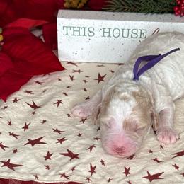 Comet - Purple Collar - Blenheim male Cavapoo puppy in South Jordan, Utah from Simply Sweet Paws. LLC
