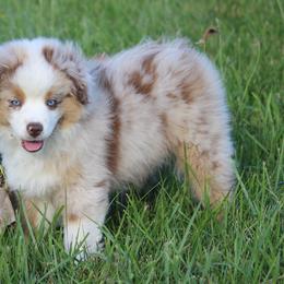 Rose - Red merle female Miniature American Shepherd puppy in Hillsdale, Michigan from Faithwalk Aussies and Mini American Shepherds