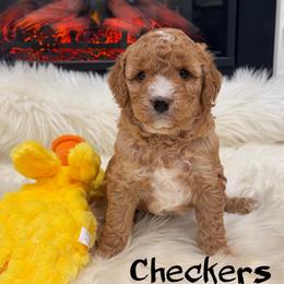 Checkers - Red  male Goldendoodle puppy in Nortonville, Kentucky from Deb’s KY Doodles