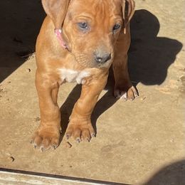 Girl 3 - Rhodesian Ridgeback puppy from Troubadour Ranch