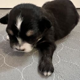 Boy 2 - Toy Australian Shepherd puppy in Corydon, Indiana from Arbuckle’s Lookin Good Aussies (LGA)