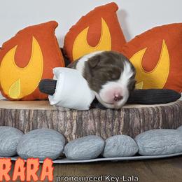Australian Shepherd Puppies from Starlit Grove Australian Shepherds