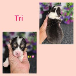 E4 - Black and tan female Pembroke Welsh Corgi puppy in Jacksonville, Texas from ArmnalegRanch LLC