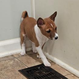 Red male - Red and white male Basenji puppy in Shelby County, Alabama from Flutesong Basenjis II